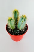 Mavi meşale kaktüs 3'lü Pilosocereus Azureus büyük boy 12 cm kırmızı saksıda thumbnail 3