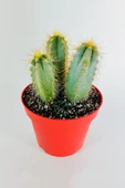 Mavi meşale kaktüs 3'lü Pilosocereus Azureus büyük boy 12 cm kırmızı saksıda thumbnail 2