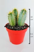 Mavi meşale kaktüs 3'lü Pilosocereus Azureus büyük boy 12 cm kırmızı saksıda thumbnail 5