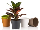 Poliwork 10 lu Gardenya 5,5 cm Plastik Renkli Kaktüs Saksısı - 2