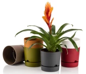 Poliwork 5 li Begonya 12 cm Plastik Renkli Tabaklı Saksı - 5