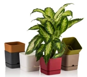 Poliwork 4 lü Begonya Kare 13 cm Plastik Renkli Tabaklı Saksı - 5