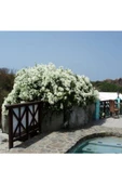Yediveren Beyaz Sarmaşık Gül Fidanı 15-25 Cm thumbnail 3
