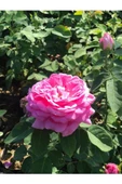 Rosa Damascena Reçellik Isparta Gülü Fidanı 1 Adet 10-20 cm - 3