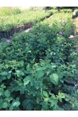 Rosa Damascena Reçellik Isparta Gülü Fidanı 1 Adet 10-20 cm - 2