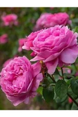 Rosa Damascena Reçellik Isparta Gülü Fidanı 1 Adet 10-20 cm - 1
