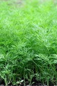 Dere Otu Tohumu 10 Gr - 2