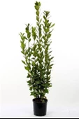 Laurus Nobilis Defne Fidanı 20-30 Cm - 1