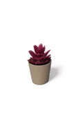 Saksılı Yapa Çiçek Sükülen Royaleks-5675 - 1