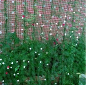 Bitki Destek Filesi 40 metre, En: 4m Salatalık, Fasülye, Kabak Filesi - 4