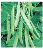 Gina (Green Line) Oturak Fasulye Tohumu 100 Gram - 3