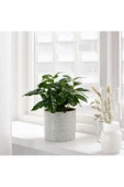 Chıafrön 12 Cm Stoneware Dekoratif Beyaz Saksı - 1