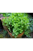 Nane Fidanı Saksılı 5-10 Cm - 2