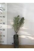 Tüplü Lavanta Fidanı - 1