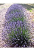 Saksıda Angustifolia Lavanta Fidanı - 2