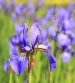 Süsen Mor Zambak Çiçeği Fidanı 15-25 Cm thumbnail 2