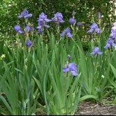 Süsen Mor Zambak Çiçeği Fidanı 15-25 Cm thumbnail 3