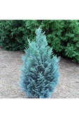 Çam Fidanı 30 40 cm Chamaecyparis Ellwoodii - 1
