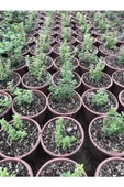Kekik Fidanı 10-20 Cm 5 Adet Thymus Vulgaris - 3