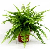 Aşk Merdiveni Fujer Nephrolepis Ev Bitkisi Ofis thumbnail 2