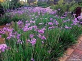TULBAGHIA VIOLACEA Sosyete Sarımsağı Çiçeği Fidanı 30-50 Cm - 1