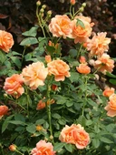 Somon Kayısı Yediveren Sarmaşık Gül Fidanı 15-25 Cm - 1