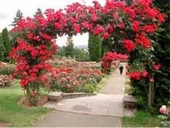 Kırmızı Yediveren Sarmaşık Gül Fidanı 15-25 Cm thumbnail 1