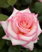 Pembe Beyaz Sarmaşık Gül Fidanı 5 Adet 15-25 cm thumbnail 3