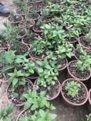 Nane Fidanı Fidesi 10-20 Cm 5 Adet Mentha - 3