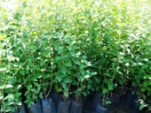 Tüplü Kurtbağrı Ligustrum Bahçe Çit Set Fidanı 30 - 50 Cm thumbnail 2