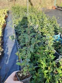 Tüplü Kurtbağrı Ligustrum Bahçe Çit Set Fidanı 30 - 50 Cm thumbnail 3