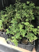 Geleneksel Kokulu Reçellik Pembe Isparta Yağ Gülü Fidanı 15-25 Cm thumbnail 4