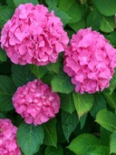 Pembe Ortanca Fidanı Fidesi 10 30 Cm Hydrangea Macrophylla - 1