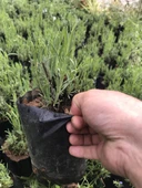 Lavanta Fidanı 4 Adet 15-25 Cm İntermedia N11.24069 thumbnail 3