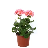Saksılı Sardunya Çiçeği Fidanı Pembe 10-20 Cm - 1
