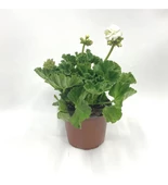 Beyaz Sardunya Çiçeği Fidanı 10-20 Cm - 2