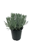 Aromatik Kokulu Lavanta Fidanı Fidesi 15-25 cm - 1