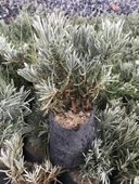 Bahçe Tipi Lavanta Fidanı 2 Adet 15-25 Cm İntermedia thumbnail 1