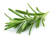 Biberiye Fidanı 5 Adet 20-30 Cm (Rosmarinus officinalis) - 1