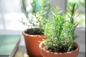 Biberiye Fidanı 5 Adet 20-30 Cm (Rosmarinus officinalis) - 3
