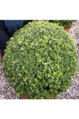 Şimşir (Buxus Sempervirens) Fidanı 20-40 Cm - 2