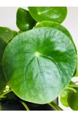 Çin Para Ağacı Pilea Peperomioides 10-20 cm - 2