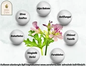 Citronella Uçucu Yağı 10 ml. %100 Saf - 4