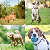 Mama Hazneli Köpek ve Kedi Eğitim Ve Oyun Topu Turuncu - 5