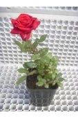 Kırmızı Gül Fidanı 20-30 Cm - 1
