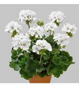 Mezarlık İçin 10 Lu Bitki Fidan Çiçek Seti 10-20 cm thumbnail 2