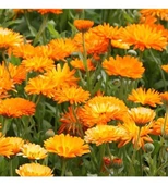 Mezarlık İçin 10 Lu Bitki Fidan Çiçek Seti 10-20 cm thumbnail 3