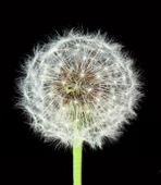 Karahindiba - Kanvas Tablo thumbnail 1