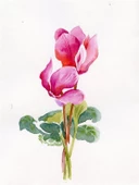 Siklamen - Kanvas Tablo thumbnail 2