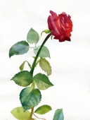 Kırmızı Gül - Kanvas Tablo thumbnail 2